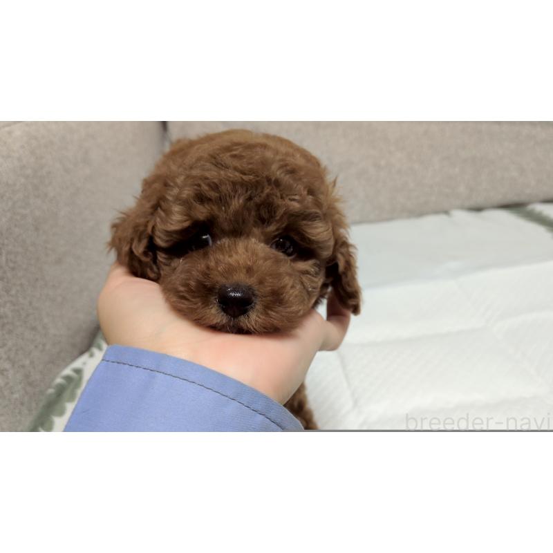 販売中の茨城県のトイプードル-423060の5枚目