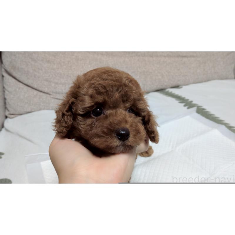 販売中の茨城県のトイプードル-423060の4枚目