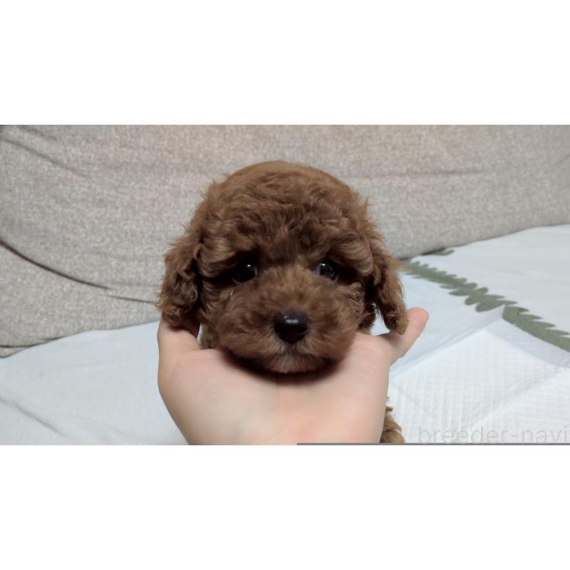 販売中の茨城県のトイプードル-423060の3枚目