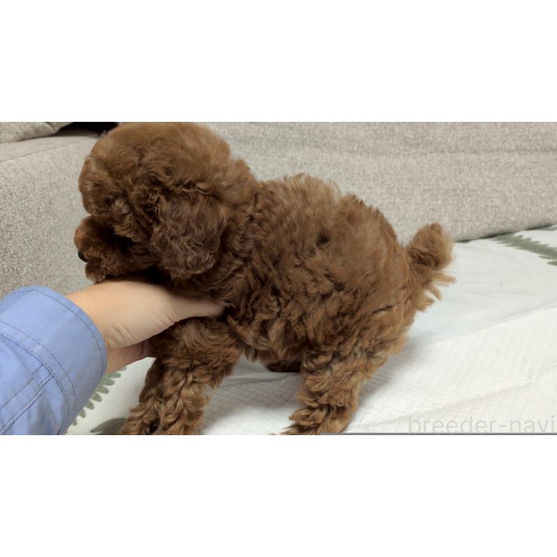 販売中の茨城県のトイプードル-423060の2枚目