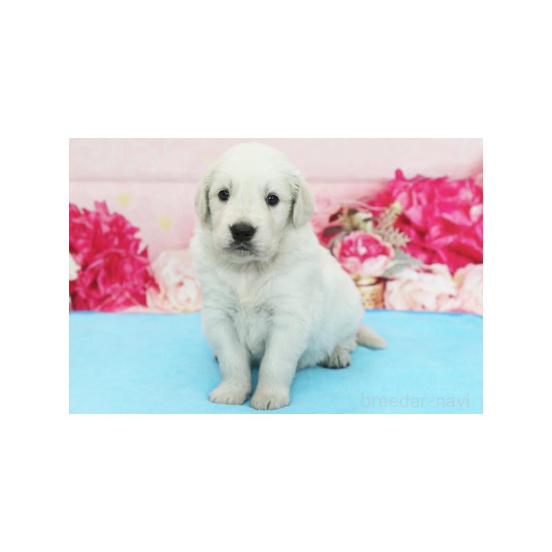 販売中の神奈川県のゴールデンレトリーバー-416262