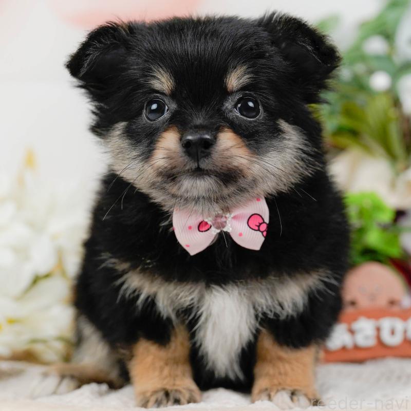 販売中の神奈川県のポメチワ:ポメラニアン×チワワ-423062
