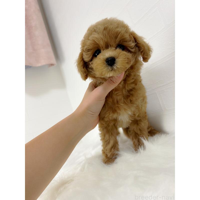 商談中の和歌山県のタイニープードル-417821の4枚目