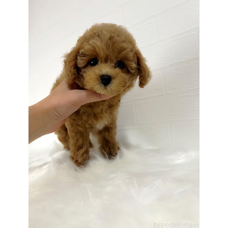 商談中の和歌山県のタイニープードル-417821の3枚目