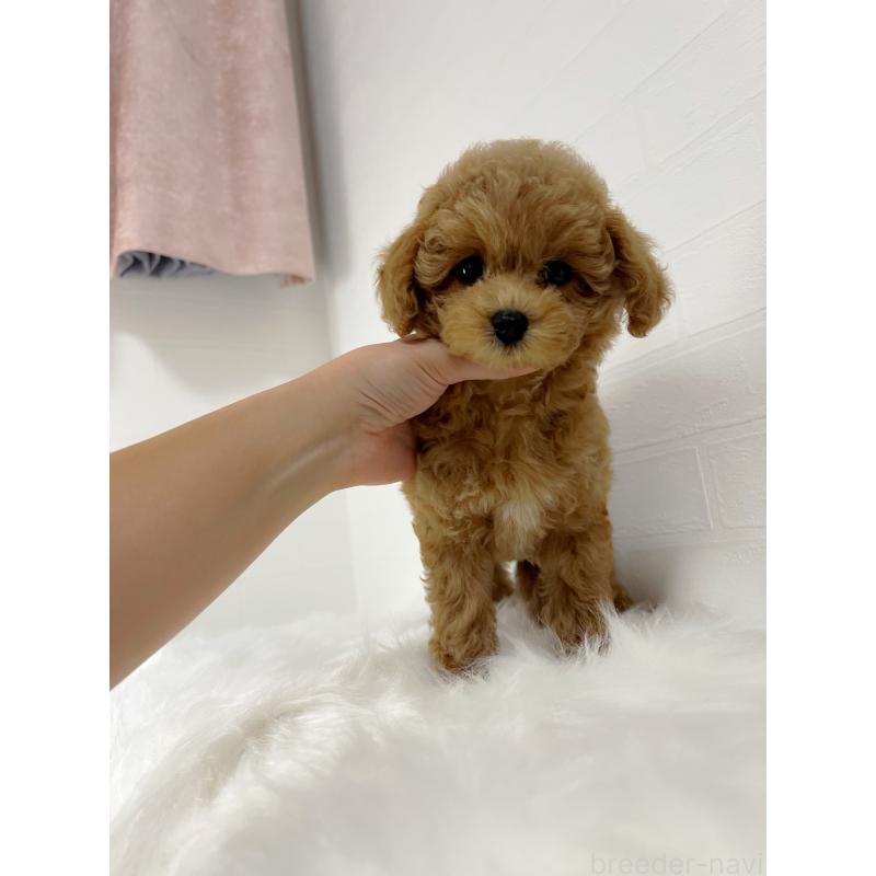 商談中の和歌山県のタイニープードル-417821の2枚目