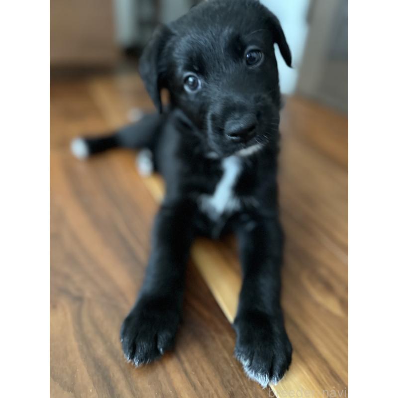 販売中の栃木県のミックス犬-423063