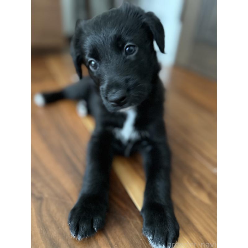 販売中の栃木県のミックス犬-423063の7枚目