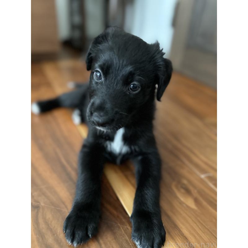 販売中の栃木県のミックス犬-423063の6枚目