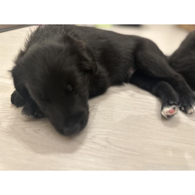 販売中の栃木県のミックス犬-423063の5枚目