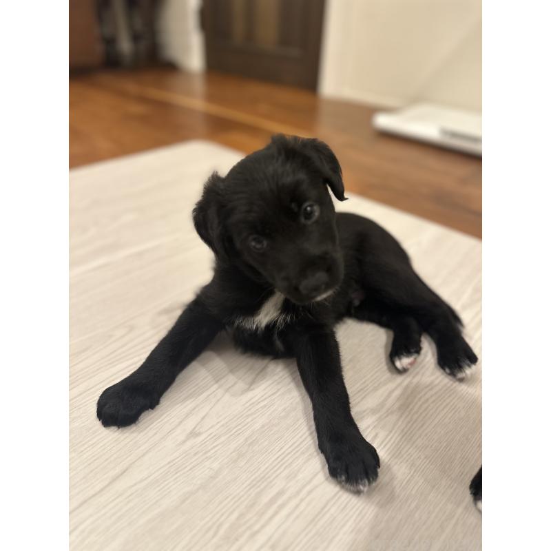 販売中の栃木県のミックス犬-423063の4枚目