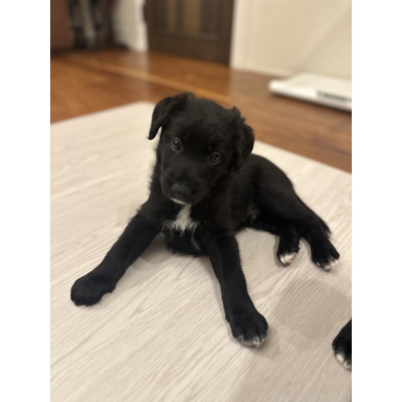 販売中の栃木県のミックス犬-423063の3枚目