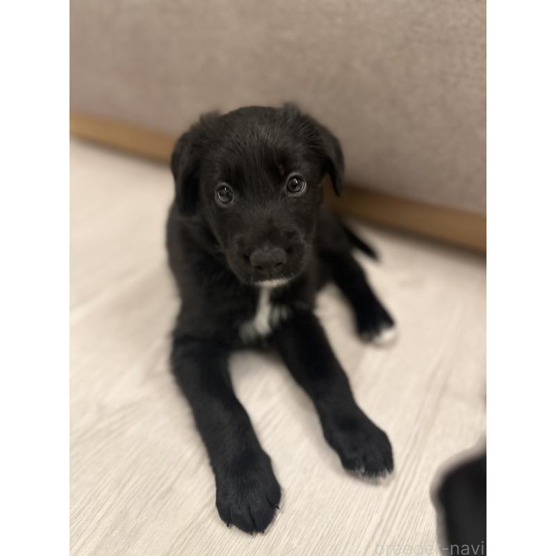 販売中の栃木県のミックス犬-423063の2枚目