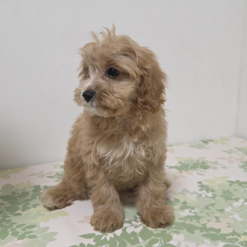 販売中の神奈川県のキャバプー:キャバリア×トイプードル-414287の6枚目