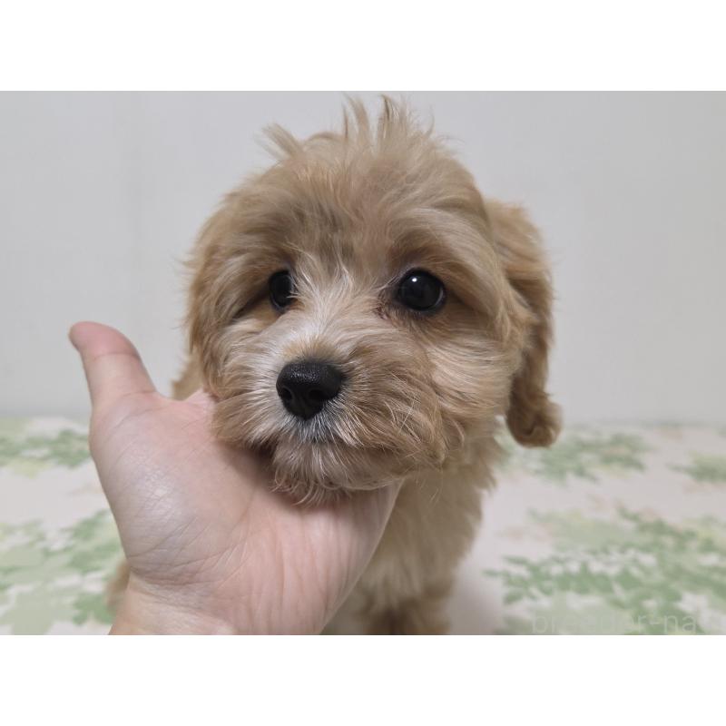 販売中の神奈川県のキャバプー:キャバリア×トイプードル-414287の5枚目