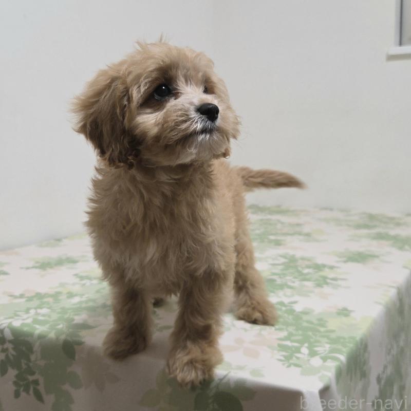 販売中の神奈川県のキャバプー:キャバリア×トイプードル-414287の4枚目