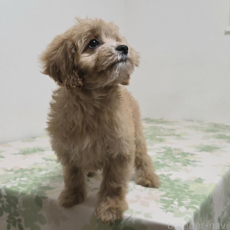 販売中の神奈川県のキャバプー:キャバリア×トイプードル-414287の3枚目