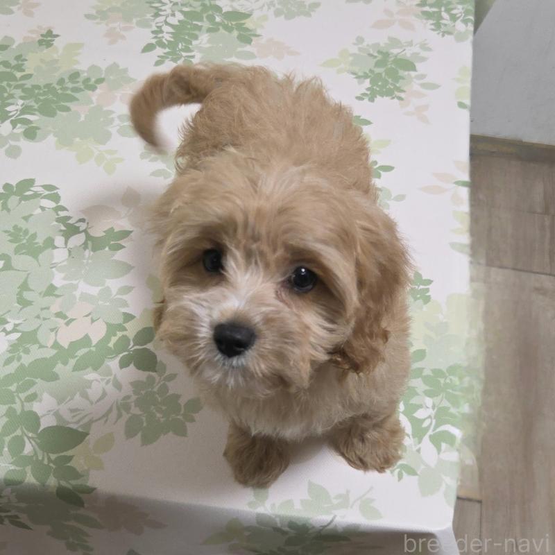 販売中の神奈川県のキャバプー:キャバリア×トイプードル-414287の2枚目