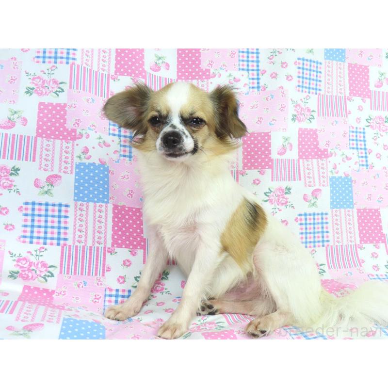 販売中の千葉県のミックス犬-379892の2枚目