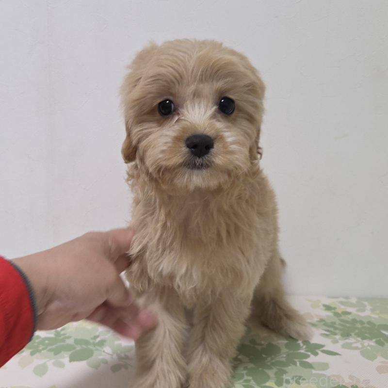 販売中の神奈川県のキャバプー:キャバリア×トイプードル-414288の5枚目