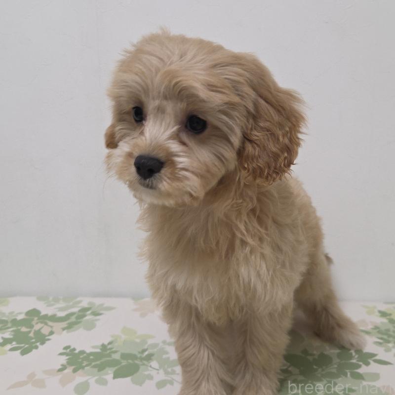 販売中の神奈川県のキャバプー:キャバリア×トイプードル-414288の1枚目