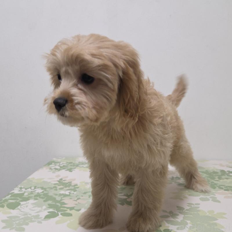 販売中の神奈川県のキャバプー:キャバリア×トイプードル-414288の4枚目