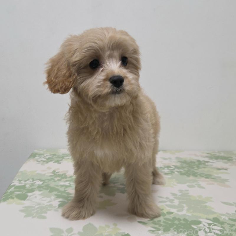 販売中の神奈川県のキャバプー:キャバリア×トイプードル-414288の3枚目