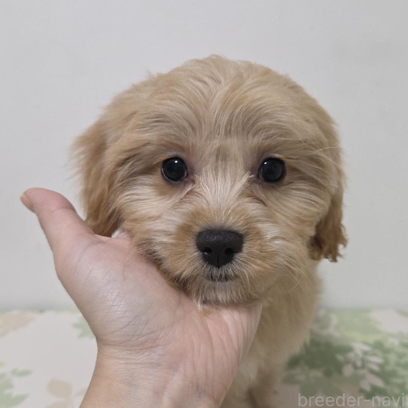 販売中の神奈川県のキャバプー:キャバリア×トイプードル-414288の2枚目