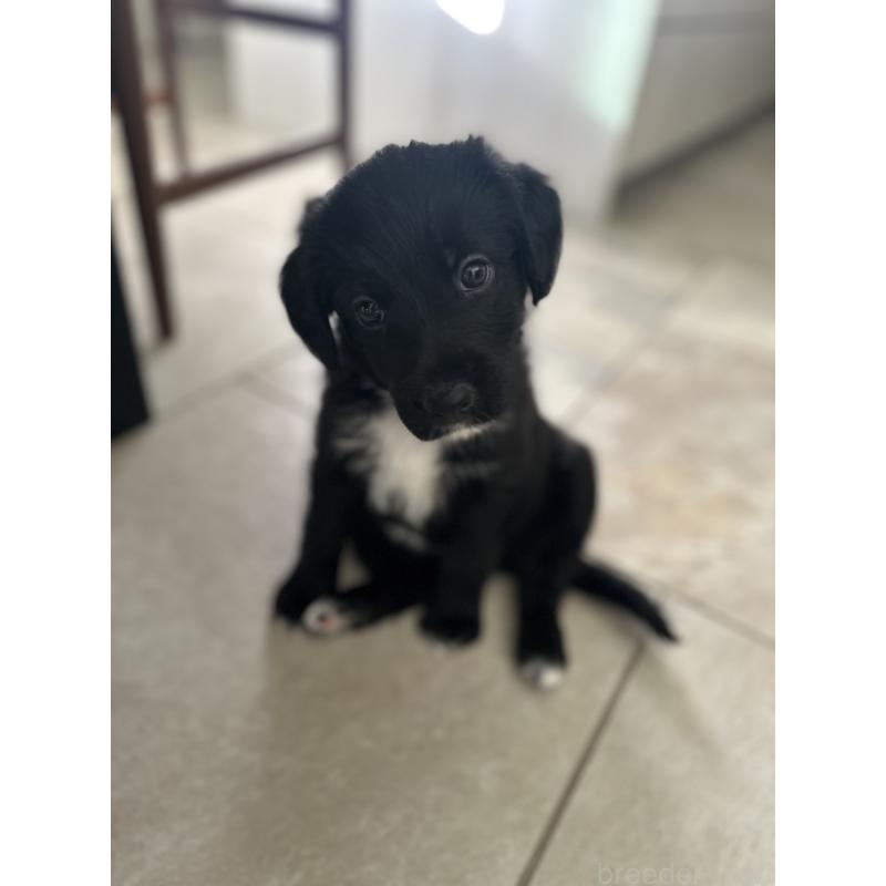 販売中の栃木県のミックス犬-423064の7枚目