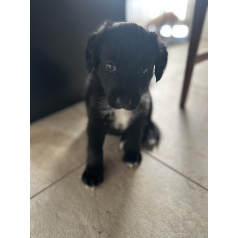 販売中の栃木県のミックス犬-423064の6枚目