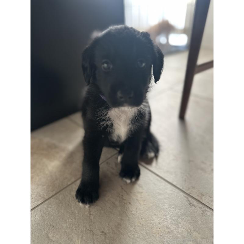 販売中の栃木県のミックス犬-423064の5枚目