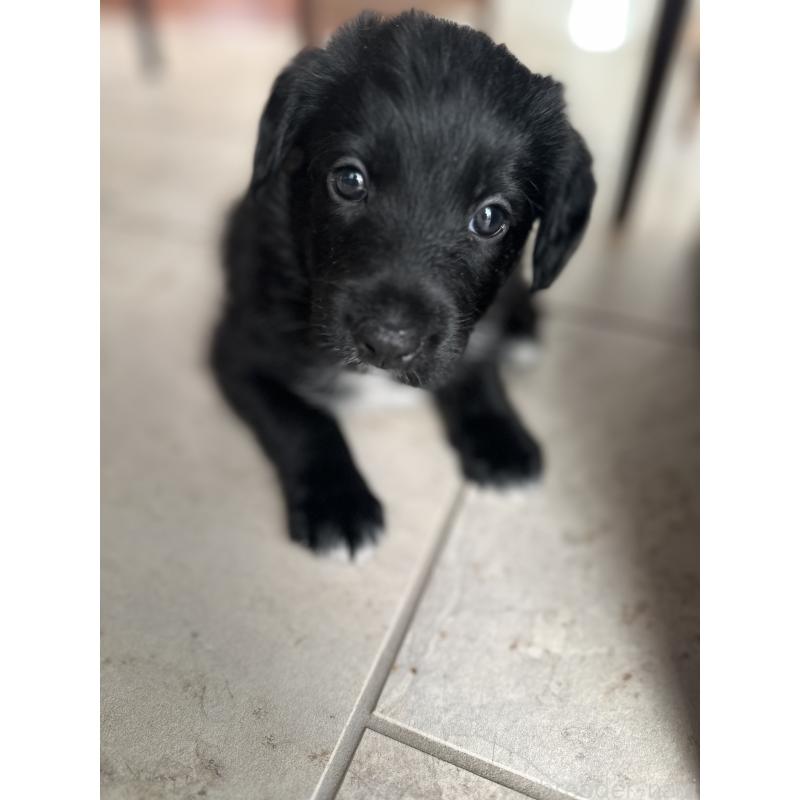 販売中の栃木県のミックス犬-423064の4枚目