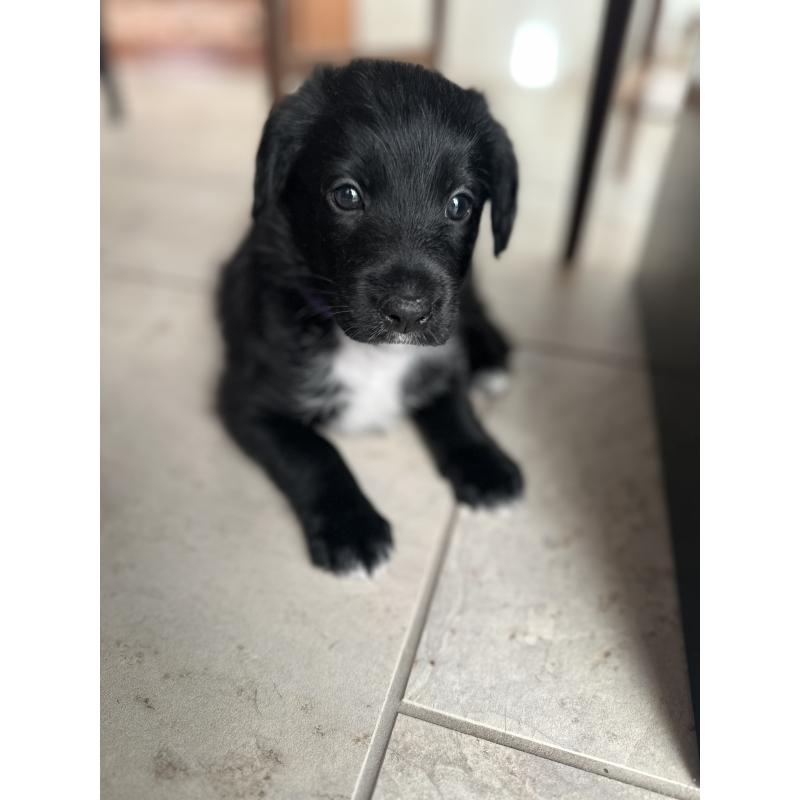 販売中の栃木県のミックス犬-423064の3枚目