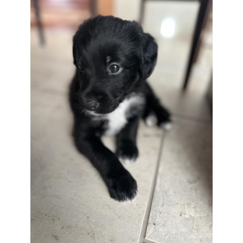 販売中の栃木県のミックス犬-423064の2枚目