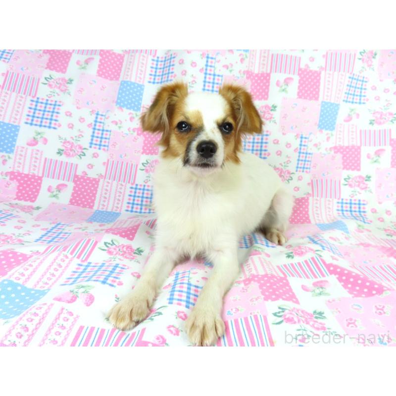 販売中の千葉県のパピヨン-389372の8枚目