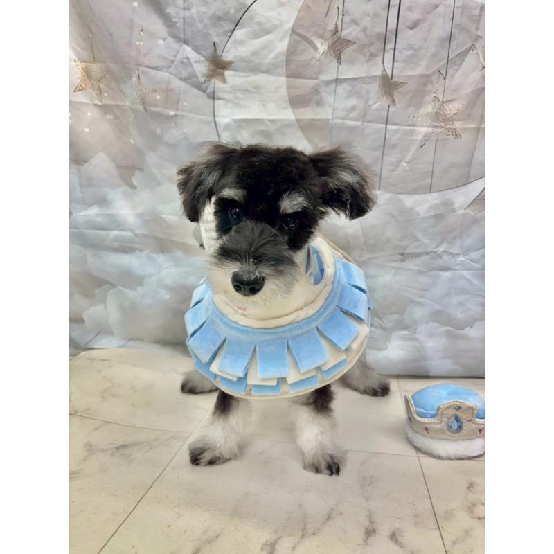 販売中の茨城県のミニチュアシュナウザー-423065の8枚目