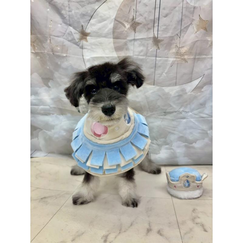 販売中の茨城県のミニチュアシュナウザー-423065の7枚目