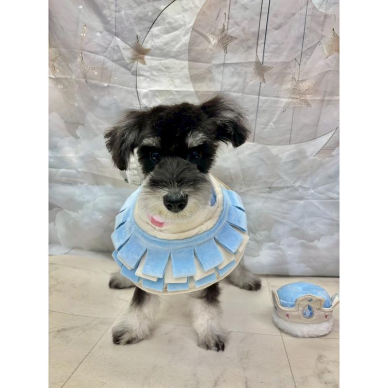 販売中の茨城県のミニチュアシュナウザー-423065の6枚目