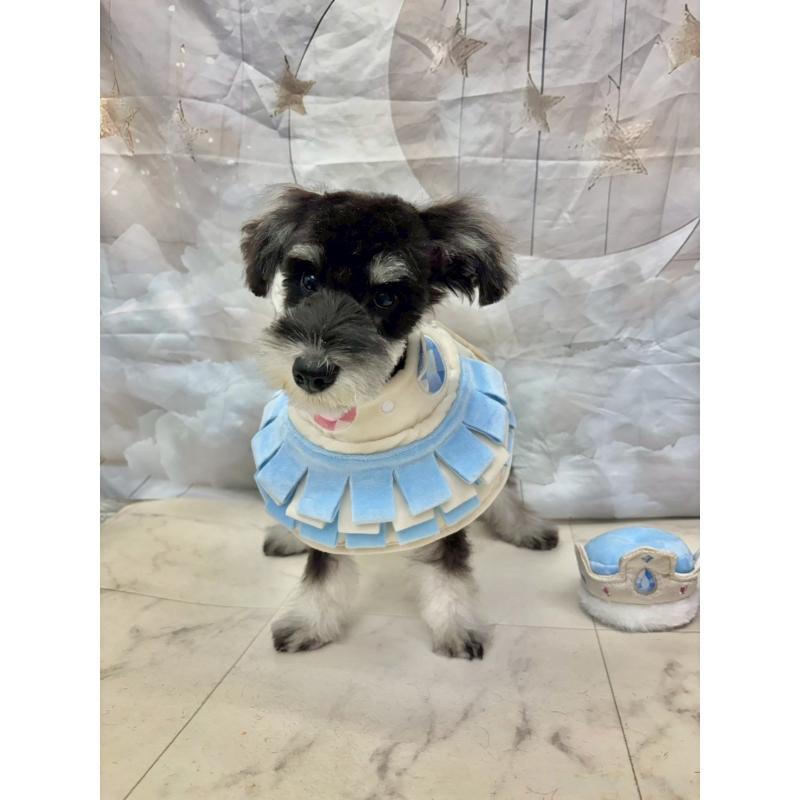 販売中の茨城県のミニチュアシュナウザー-423065の5枚目