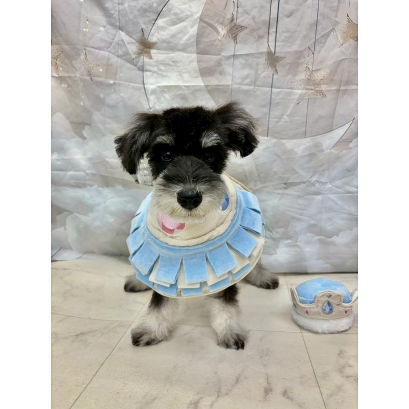 販売中の茨城県のミニチュアシュナウザー-423065の4枚目