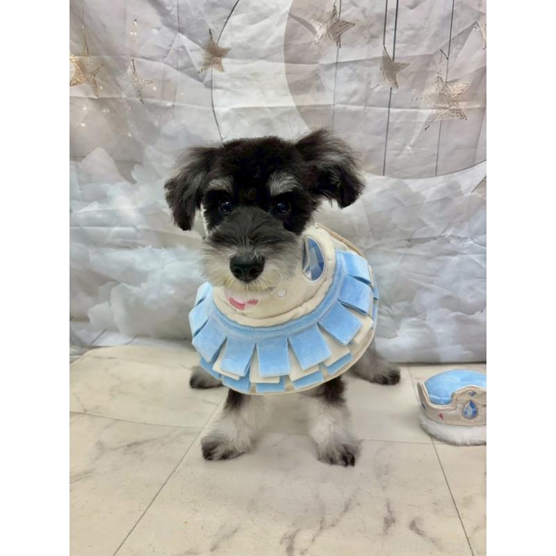 販売中の茨城県のミニチュアシュナウザー-423065の3枚目