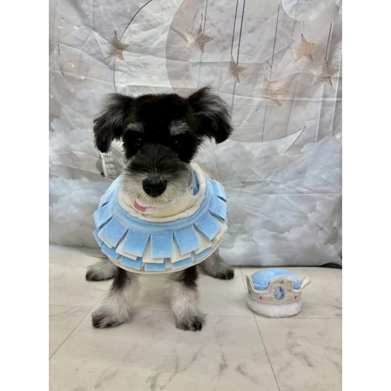 販売中の茨城県のミニチュアシュナウザー-423065の2枚目