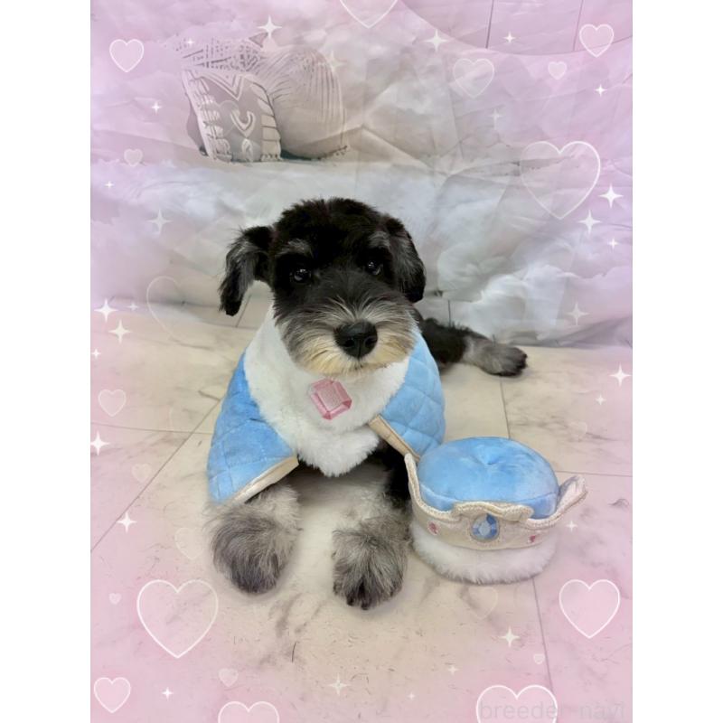 販売中の茨城県のミニチュアシュナウザー-423066の6枚目