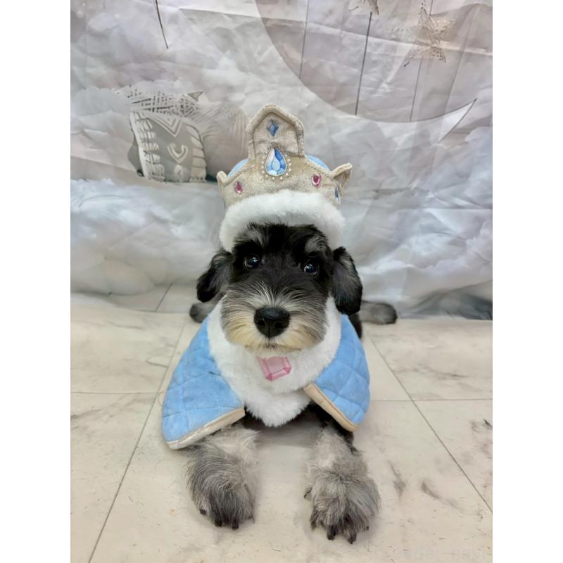 販売中の茨城県のミニチュアシュナウザー-423066の5枚目