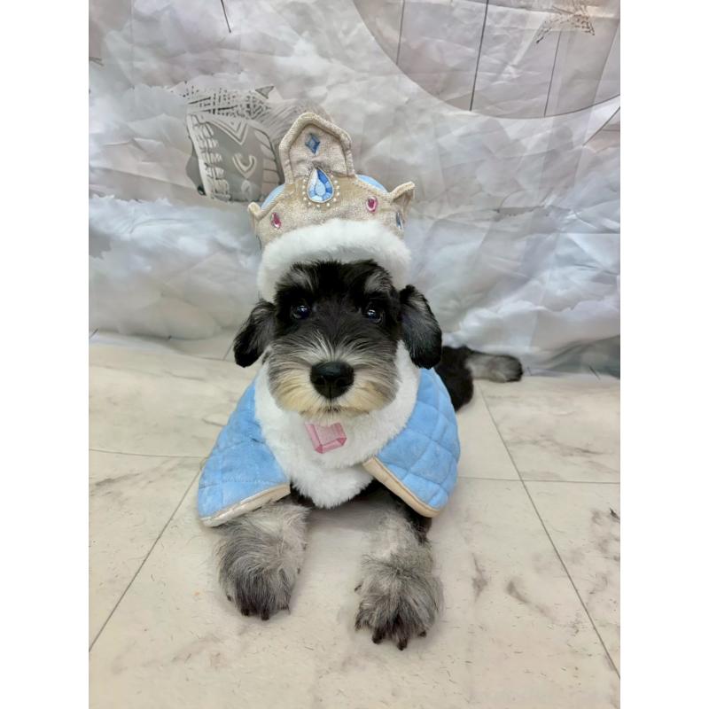 販売中の茨城県のミニチュアシュナウザー-423066の4枚目