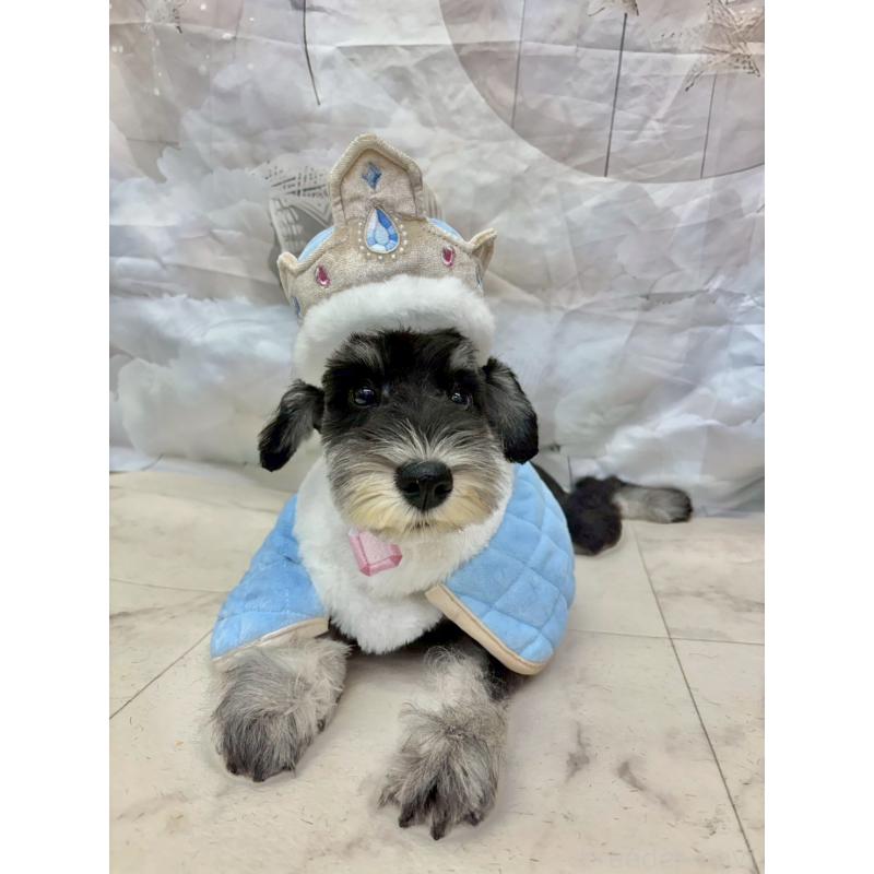 販売中の茨城県のミニチュアシュナウザー-423066の3枚目