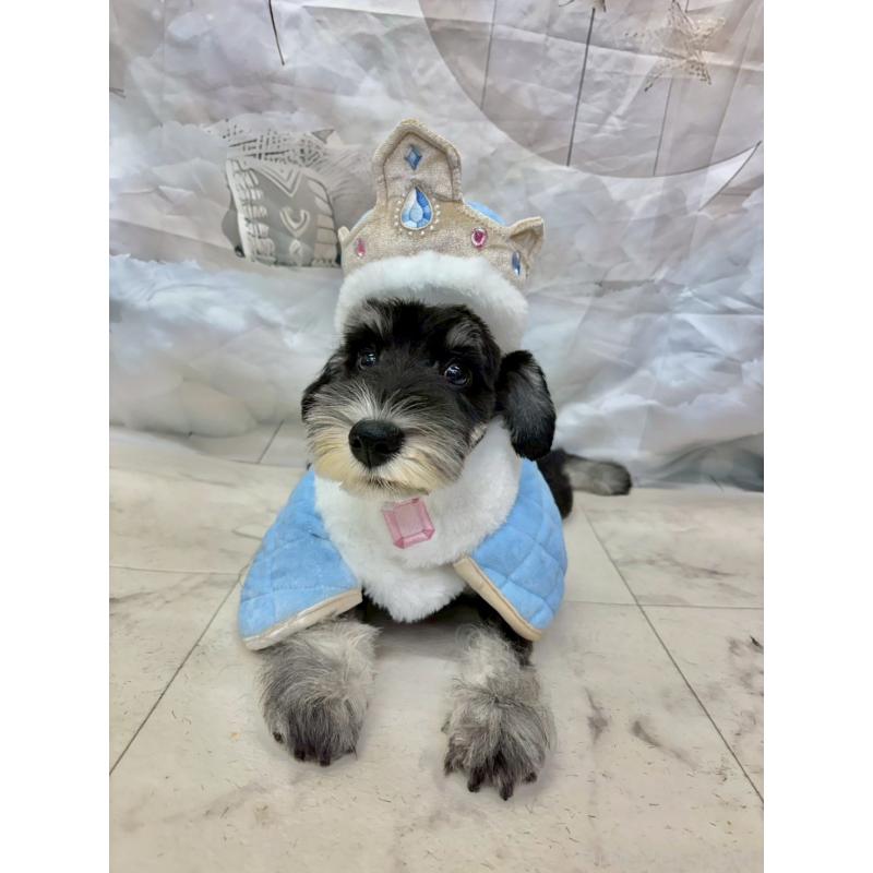 販売中の茨城県のミニチュアシュナウザー-423066の2枚目