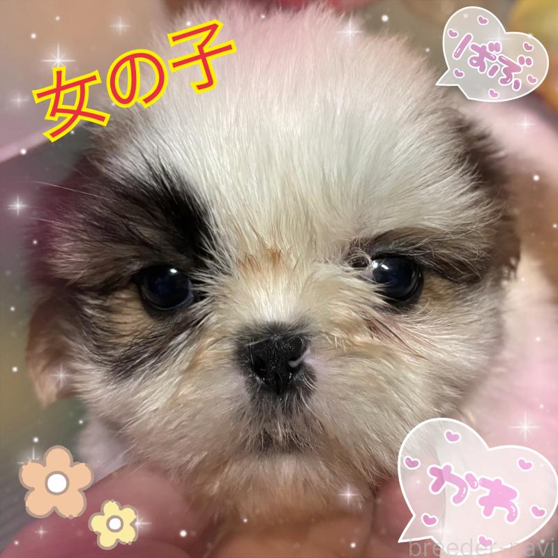 販売中の岐阜県のシーズー-422582