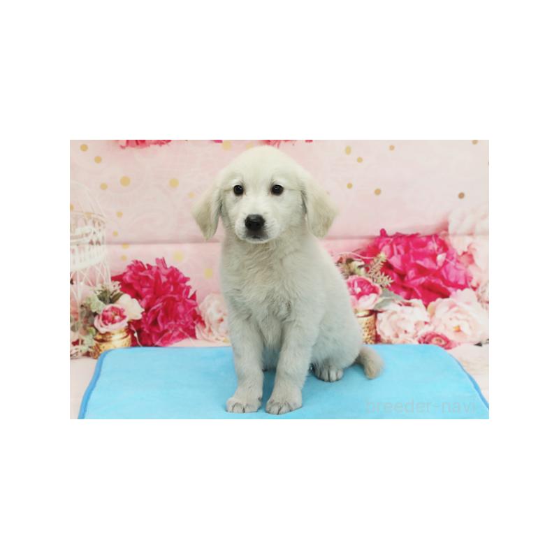 販売中の神奈川県のゴールデンレトリーバー-412550