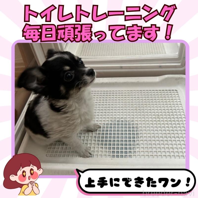 販売中の静岡県のチワワ(ロングコート)-413969の4枚目