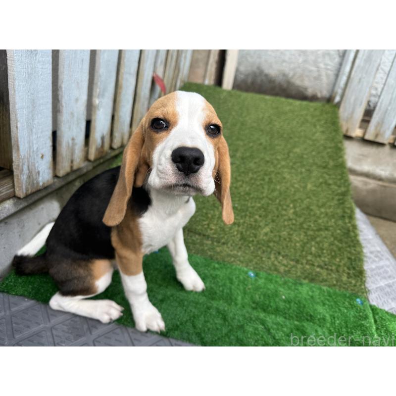 販売中の北海道のビーグル-413478の8枚目